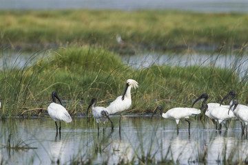 Eurasian spoonbill and Black-headed Ibis in Pottuvil, Sri Lanka
