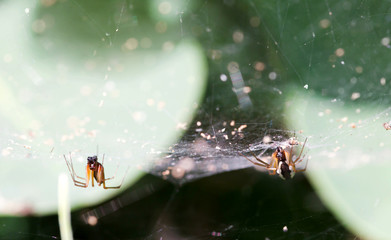spiders in outdoor scene