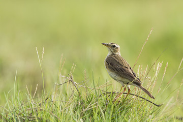 Paddyfield pipit in Pottuvil, Sri Lanka