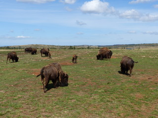 Bisons d'Amérique