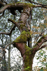 Fototapeta na wymiar the tree trunk covered with the moss