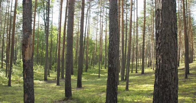 pine forest in warm summer day, slide movement