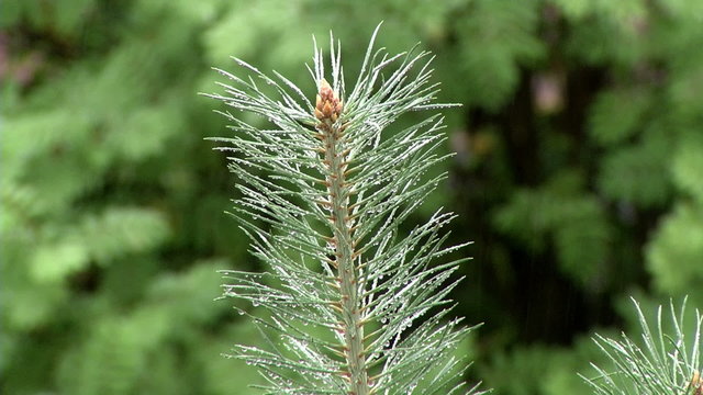 Summer rain and pine apex