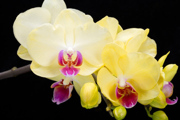 Fototapeta na wymiar Yellow orchid isolated on black background