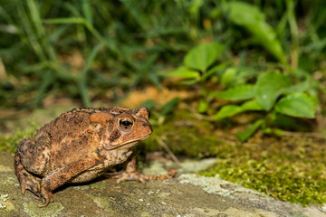 Obraz premium American Toad