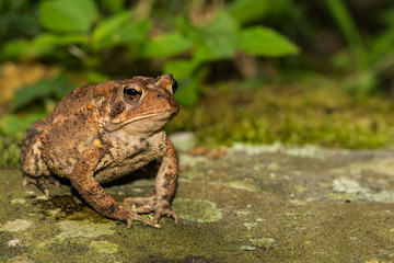Fototapeta premium American Toad