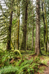 Im Olympic National Park