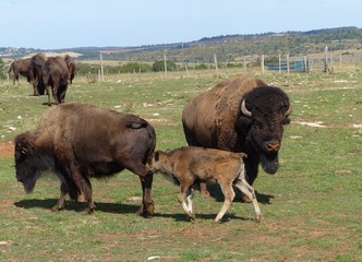 Bisons d'Amérique