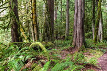 Im Olympic National Park