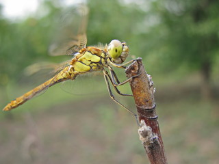 beautiful dragon-fly sits on a branch