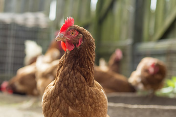 Single common chicken isolated