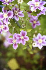 summer background with flowers of clematis
