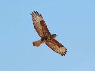 Common buzzard (Buteo buteo)