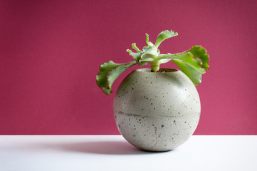 Plant in a sphere pot