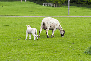 Obraz premium Flock of sheep on the meadow