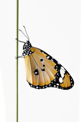 Butterfly - Stock Image