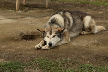 Schlittenhund, Husky, Spitzbergen