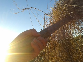 Haymaking