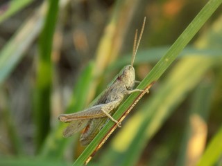 Grasshopper on grass blade