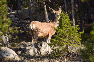 Female Mule Deer in Rocky Mountain National Park