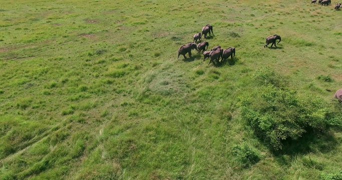 Aerial view flying over running Elephants herd bird eye target camera. Africa. Kenya. Masai Mara. Travel tourism adventure in wild animal nature. 
