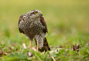 Sparrowhawk