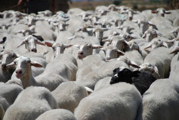 Ovis Caprini Black sheep Family Schwarzes Schaf Familie Schafherde Herde Paarhufer Schafzucht...