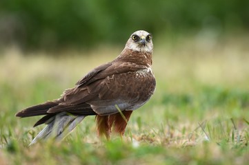 Fototapeta premium Marsh harrier