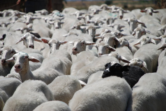 Ovis Caprini Black sheep Family Schwarzes Schaf Familie Schafherde Herde Paarhufer Schafzucht Diskriminierung sozial soziales Umfeld einsam ausgestoßen Wolle Haustier Nutztier Zucht Säugetier 