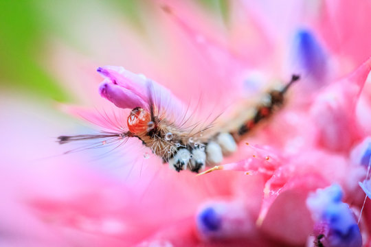 Caterpillar