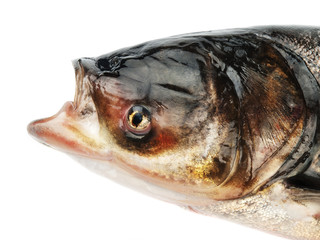 Bighead carp