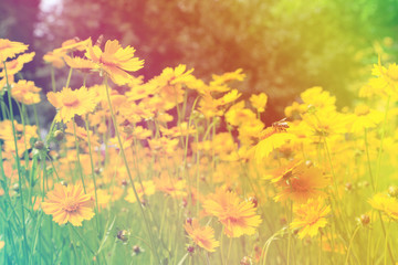Fototapeta na wymiar Cosmos flowers with sunlight