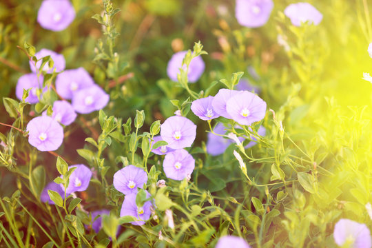 Beautiful flowers in garden with sunlight