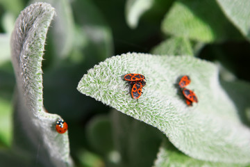 Pyrrhocoris apterus