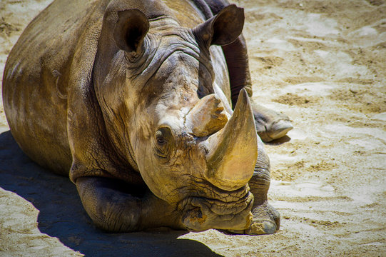Rinoceronte de Sumatra atento