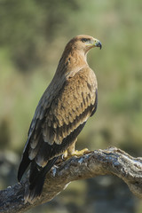 aquila adalberti, spanish imperial eagle