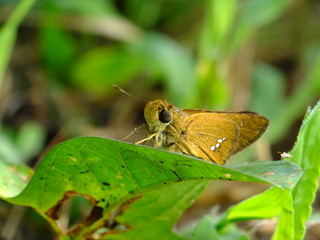 little moth on the leaf