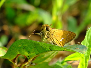 little moth on the leaf #2