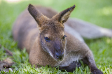 Wallaby resting on grass