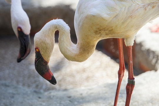 Lesser Flamingo, Phoenicopterus minor