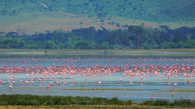 Thousands Flamingo on salt lake Magadi in Ngorongoro crater static camera. Flock of Flamingos. Safari. Serengeti. Tanzania. Africa. Travel tourism adventure in wild animal nature. 