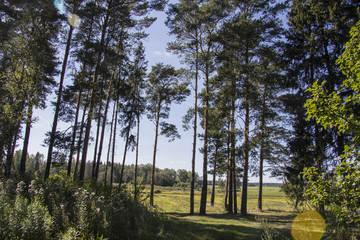 высокие сосны © masha500