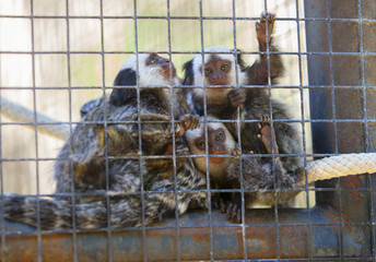 Family of marmosets