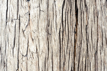 texture of bark wood