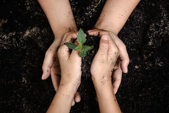 Seedling of plant in child hand