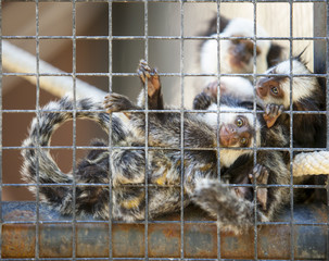 Family of marmosets