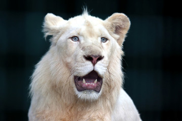 the white lion with wide open mouth