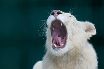 the white lion with wide open mouth