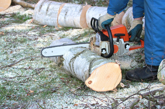 Tree cutting with chainsaw