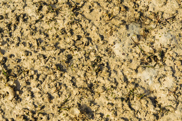 Green algea in the sea